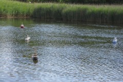 IMG_0025