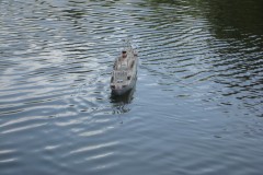 IMG_0028